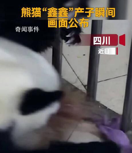 大熊貓鑫鑫順利產(chǎn)子畫面公布 目前接近滿月的幼崽體重已達721.8克