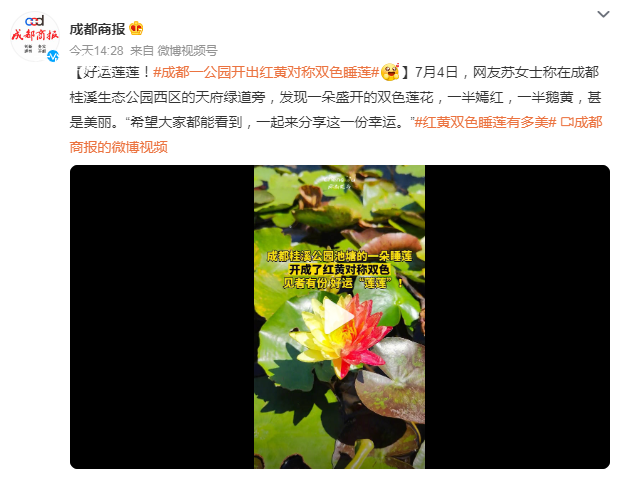 成都一公園開出紅黃對稱雙色睡蓮 一起來分享這一份幸運(yùn)