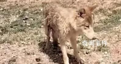 女子無(wú)人區(qū)遇乞食狼下車投喂 網(wǎng)友看到這一幕后紛紛表示真的是太無(wú)知了