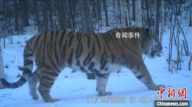 東北虎“完達(dá)山一號”再次出現(xiàn)了 悠然地從鏡頭前走過