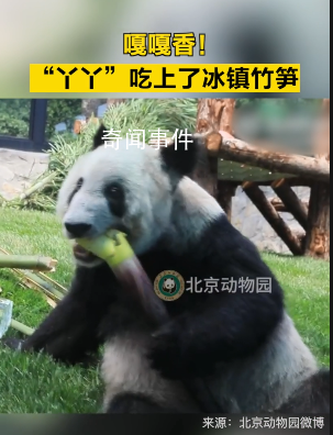丫丫大口吃冰鎮竹筍 網友：肉眼可見的胖了