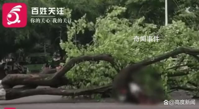 廣西大學(xué)大樹(shù)傾倒教師疑被砸身亡 目前還不了解具體情況