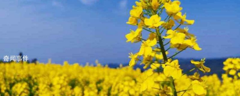 油菜花什么季節(jié)開(kāi)花 油菜花在什么時(shí)候開(kāi)花