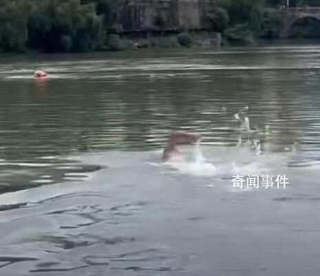 46歲“中國(guó)蛙王”跳河救起落水者 曾啟亮個(gè)人資料簡(jiǎn)介