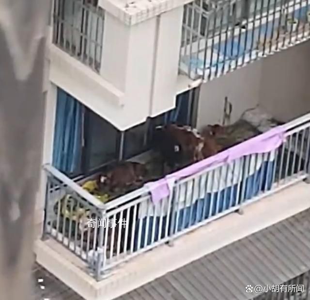 居民在5樓陽臺養7頭牛被投訴 目前7頭牛已經被運走