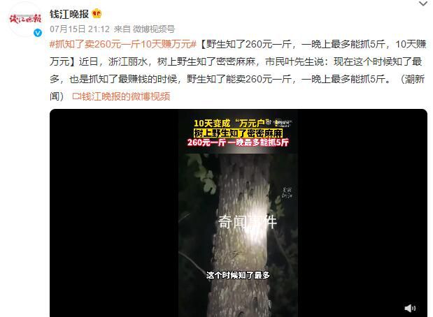 抓知了賣260元一斤10天賺萬(wàn)元 一晚上最多能抓5斤