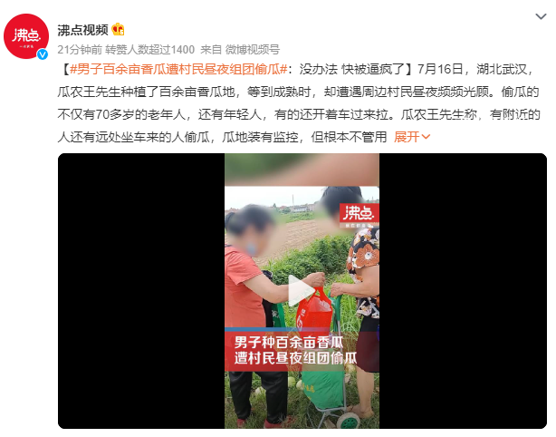 男子百余畝香瓜遭村民晝夜組團(tuán)偷走 有的還開著車過來拉