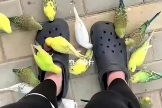 喂小鳥千萬不要穿洞洞鞋 這究竟是怎么回事