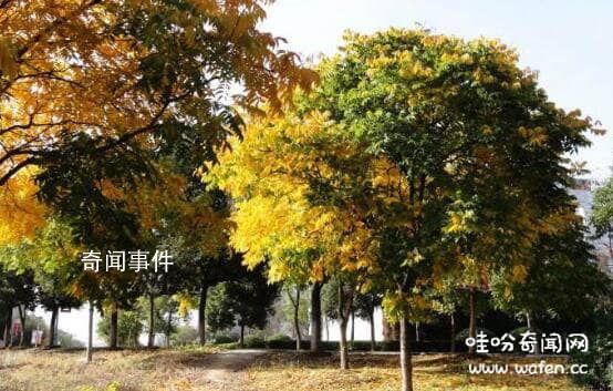 中國神話中的十大神樹 十大神樹木名稱及圖片大全