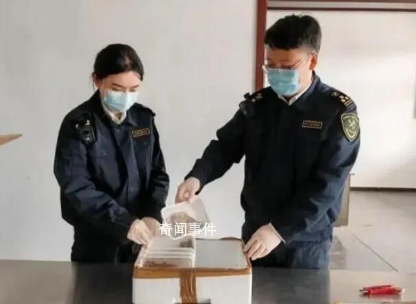 海關(guān)查獲10只活體巨人蜈蚣 巨人蜈蚣能毒死人嗎