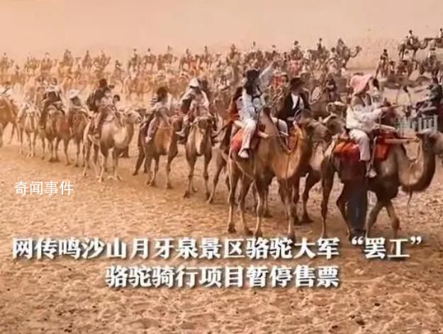 敦煌一景區(qū)千余駱駝罷工?景區(qū)回應(yīng)