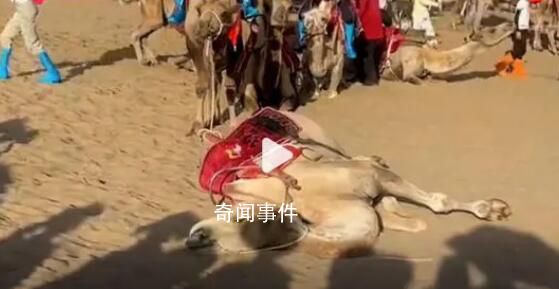 敦煌景區否認供游客騎乘的駱駝死亡 目前景區對駱駝已施行輪班制馱運游客