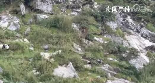 罕見!野生大熊貓與羚牛“對峙”