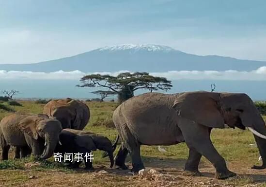 非洲成暑期游市場“黑馬” 埃及肯尼亞客流量恢復(fù)明顯