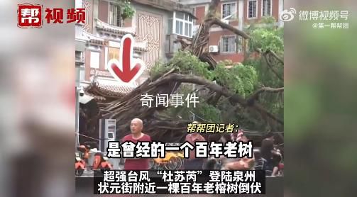 泉州百年老榕樹被連根拔起 狂風驟雨給泉州帶來嚴重影響