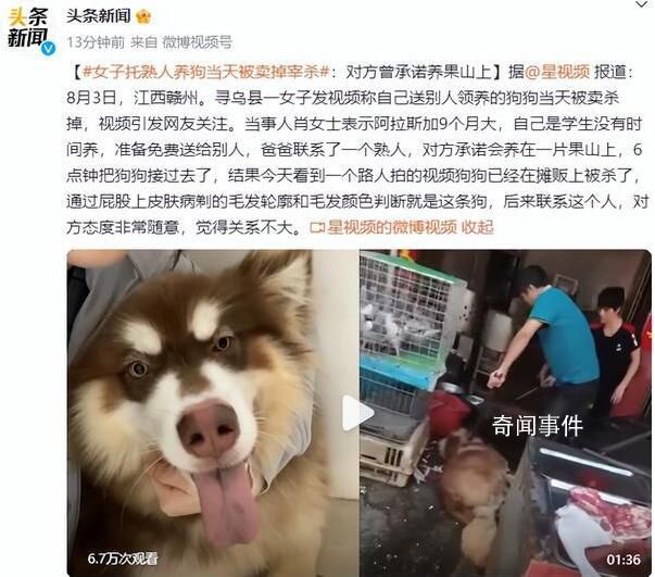 托熟人養(yǎng)狗當(dāng)天被賣掉宰殺 這究竟是怎么回事