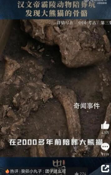 漢文帝霸陵殉葬坑發(fā)現(xiàn)大熊貓骨骼 用國寶大熊貓陪葬