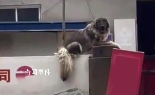 大狗洪水中仍看家 救援人員無法靠近