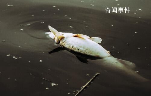 洪水侵襲涿州 一養(yǎng)殖場80萬斤魚死亡