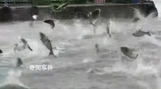 云南省地震局回應(yīng)滇池魚(yú)躍現(xiàn)象 魚(yú)群聚集缺氧而出現(xiàn)魚(yú)躍現(xiàn)象