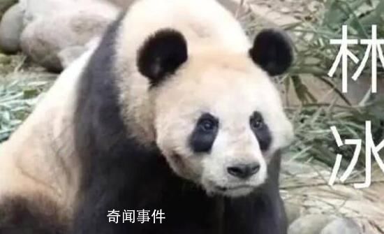 大熊貓呈現扁平化發展趨勢 影響了大熊貓自身的生存