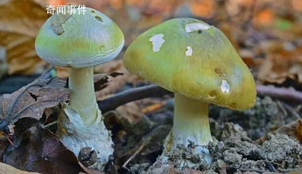 女子請(qǐng)分居丈夫家人吃飯3死1傷 引發(fā)了網(wǎng)友的熱議和調(diào)侃