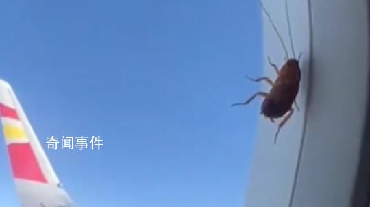 航司回應(yīng)飛機(jī)舷窗上趴著蟑螂 不會(huì)對(duì)飛行安全造成任何影響