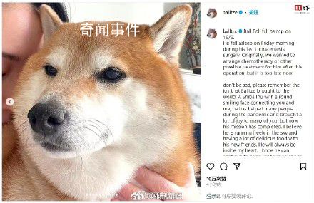 表情包小狗Cheems去世 請記得它為這個世界帶來的歡樂