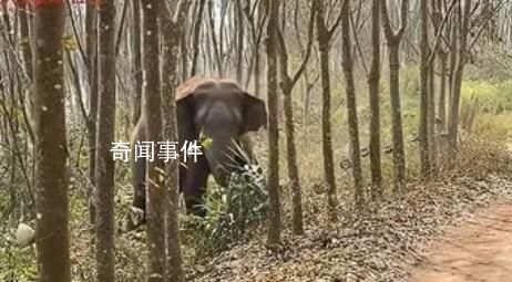 亞洲象一鼻子甩出毒品2.8公斤 目前該案正在進一步辦理中