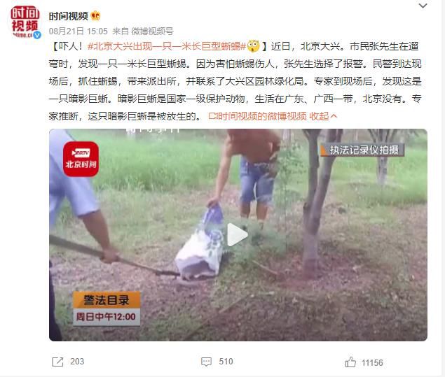 北京大興出現一只一米長巨型蜥蜴 這只暗影巨蜥是被放生的