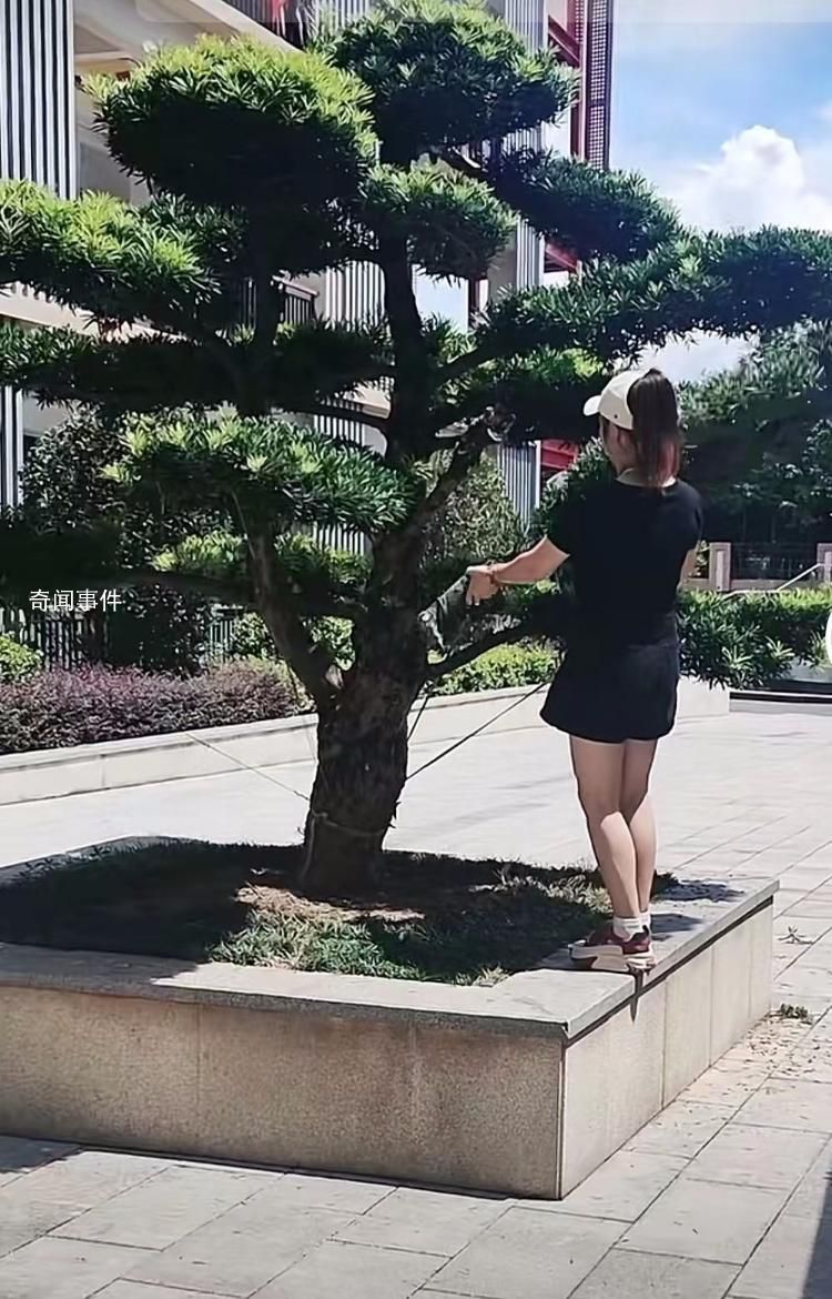 女子撞斷綠化樹枝被索賠8000 目前事情已經處理完畢
