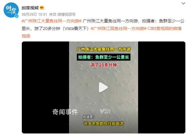 廣州珠江水面現(xiàn)魚群齊游 魚群至少一公里長游了20多分鐘