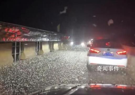 河南信陽一大橋夜晚出現不明飛蟲 引發了網友們的驚奇和關注