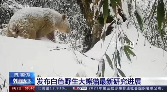 已知唯一野生白色熊貓確認(rèn)為雄性 謎底揭曉
