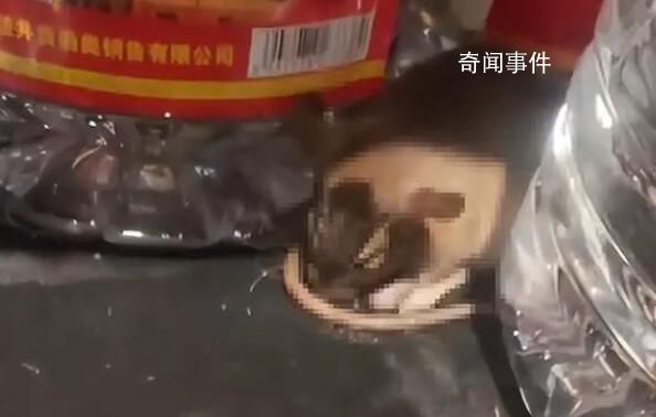 老鼠咬壞白酒桶醉倒在超市 網友：快點通知家鼠