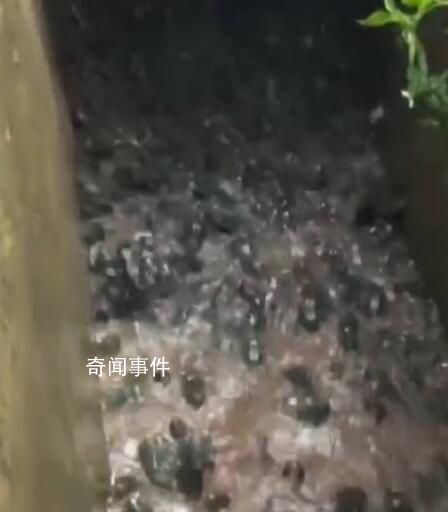 雨后養(yǎng)殖場牛蛙出逃村民狂撿 有的人撿了帶走了有的歸還給養(yǎng)殖場了