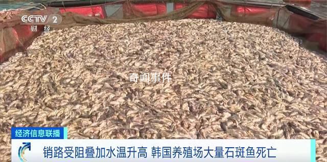 韓國石斑魚大量死亡 相當(dāng)于這里總飼養(yǎng)量的兩成多