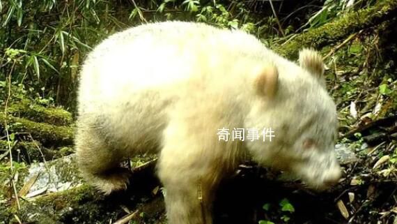 全球首只白色大熊貓最新研究成果 與其他大熊貓互動(dòng)良好