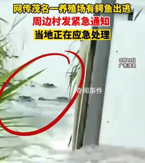 鎮(zhèn)政府回應(yīng)暴雨致養(yǎng)殖場鱷魚出逃 確有此事正在抓捕