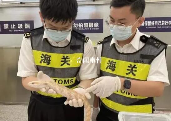 女子胸前腰部綁藏15條活體蛇入境 引起不少人關(guān)注