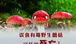 野蘑菇中毒多久有反應(yīng) 具體發(fā)作時間與蘑菇毒性程度有關(guān)