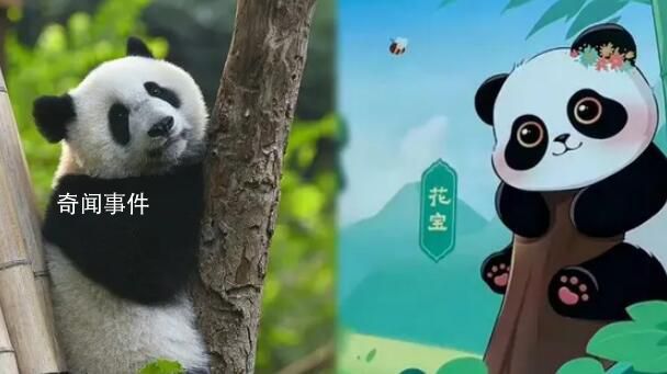 蜂花終身認養了一只大熊貓 名叫花寶