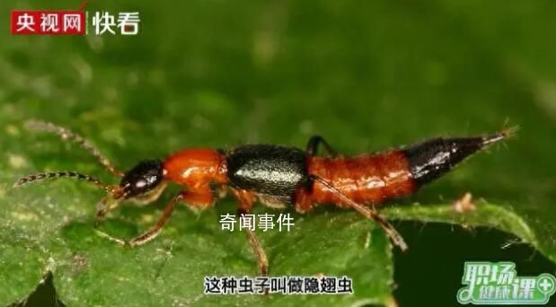 河南多地已發現隱翅蟲 隱翅蟲的毒性有多強
