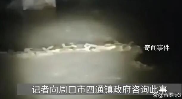官方辟謠“河中發現巨型長蟲” 引起了很多人的關注
