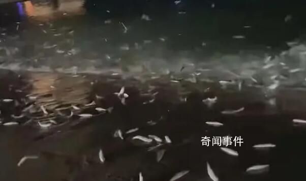 廣東大量魚躍出海面跳上岸 官方回應