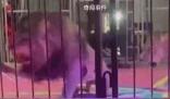黑龍江一馬戲團(tuán)獅子突然撕咬員工 看著都心驚膽顫