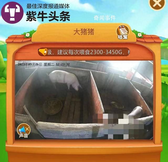 女子花8000元網(wǎng)上“云養(yǎng)”一頭豬 難預(yù)約因屠宰周期較長(zhǎng)