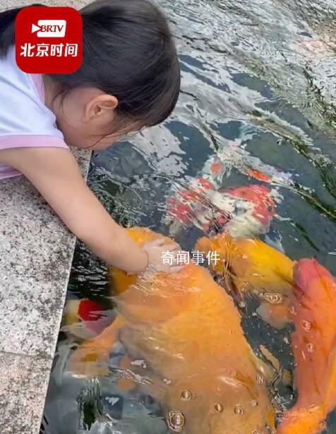 小女孩用小月餅喂50斤胖錦鯉 真相公開后震驚了不少網友