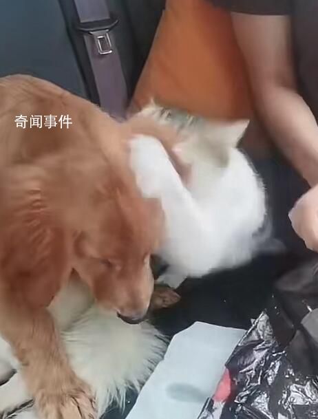 小狗返鄉(xiāng)途中暈車還被貓打了一巴掌 收到超3萬個(gè)點(diǎn)贊超4萬轉(zhuǎn)發(fā)