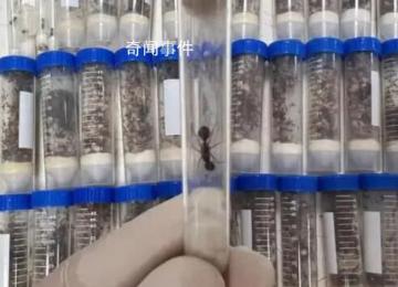 海關(guān)截獲1.3萬余只德州芭切葉蟻 在我國未發(fā)生報道屬外來物種